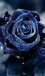 pic for blue rose